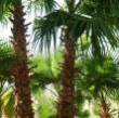 البائع صورة مصغرة