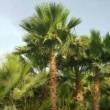 البائع صورة مصغرة