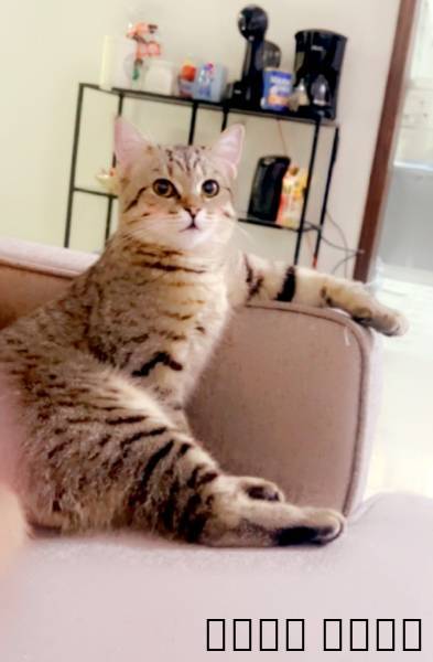 للتزواج قط ذكر, Pets, Cats