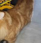 قطة, Pets, Cats