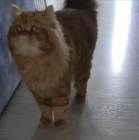 قطة, Pets, Cats