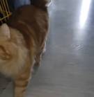 قطة, Pets, Cats