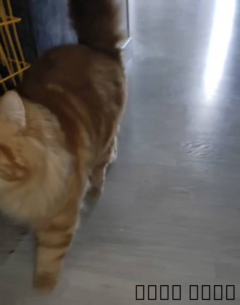 قطة, Pets, Cats