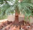 نخل واشنطني زين, Home and Garden, Gardening and Plants