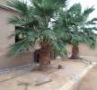 نخل واشنطني زين, Home and Garden, Gardening and Plants