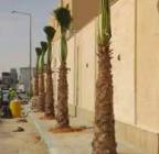 توريد النخيل زراعة نخيل