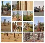 زراعة النخيل واشجارالواشنطونيا, خدمات