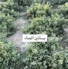حناء وسدر المدي, Beauty & Health, Hair Care & Styling