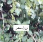 حناء وسدر المدي, Beauty & Health, Hair Care & Styling