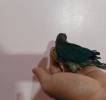 تبوك العلياء واحد , Pets, Parrot