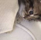 كيتن سكوتش فولد لونق هير للبيع بصحة ممتازة ????✅, Pets, Cats