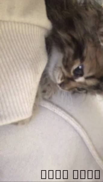 كيتن سكوتش فولد لونق هير للبيع بصحة ممتازة ????✅, Pets, Cats