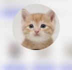 مندوب قطط داخل وخارج الرياض ونوصل اي اغراض اخرى, Pets, Cats