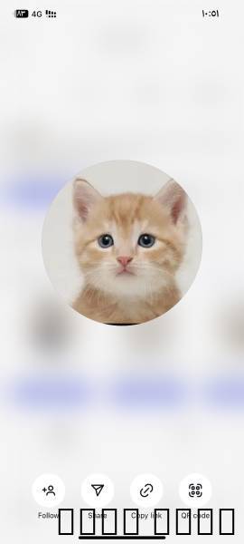 مندوب قطط داخل وخارج الرياض ونوصل اي اغراض اخرى, Pets, Cats