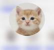مندوب قطط داخل وخارج الرياض ونوصل اي اغراض اخرى, Pets, Cats