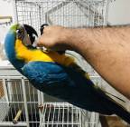 جده, Pets, Parrot