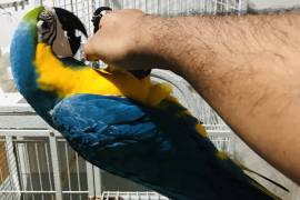 جده, الحيوانات الأليفة, ببغاء