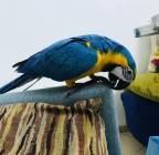 جده, Pets, Parrot