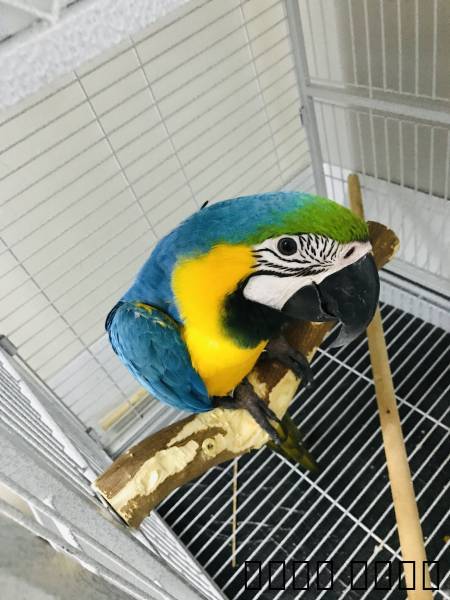 جده, Pets, Parrot