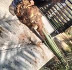 نخل للبيع جثايث فسايل نقابل فراخه , Home and Garden