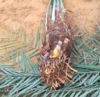 نخل للبيع جثايث فسايل نقابل فراخه , Home and Garden