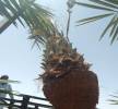 نخل للبيع جثايث فسايل نقابل فراخه , Home and Garden