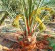 نخل للبيع جثايث فسايل نقابل فراخه , Home and Garden