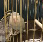 طير روز, Pets, Birds