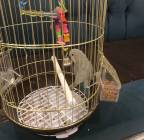 طير روز, Pets, Birds