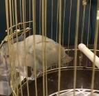 طير روز, Pets, Birds