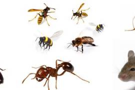 مكافحة حشرات بعنيزة , شركة رش مبيدات بعنيزة رش مبيد, Tradesmen & Construction, Pest & Vermin Control