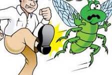 مكافحةحشرات البكيرية, شركة مكافحة حشرات بالبكيرية, مقاولات وحرف,  مكافحة حشرات