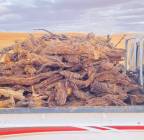 حطب ارطاء, خدمات, السفر