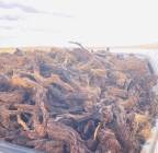 حطب ارطاء, خدمات, السفر