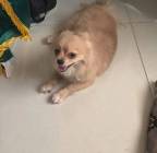 الحيوانات الأليفة, كلاب