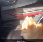 الحيوانات الأليفة, كلاب